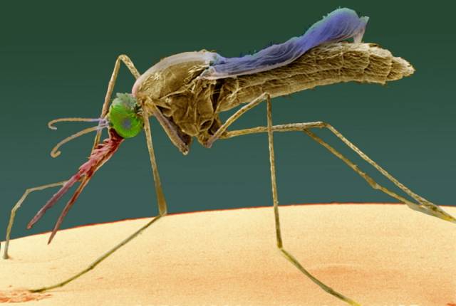 Světovou senzaci znamená čerstvý objev dvou genů v organismu komárů, kteří přenášejí malárii. Geny bezprostředně reagují na přítomnost parazita známého jako Plasmodium, který ničivou nemoc způsobuje. 