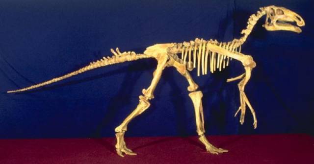Před 94 miliony let, v období svrchní křídy, ležela většina našeho území pod hladinou mělkého moře. Odbornou veřejnost vzrušil nedávno objev pozůstatků suchozemského dinosaura v Čechách, který je prvním důkazem toho, že tehdejší souostroví u Kutné Hory obývali i tito pravěcí ještěři