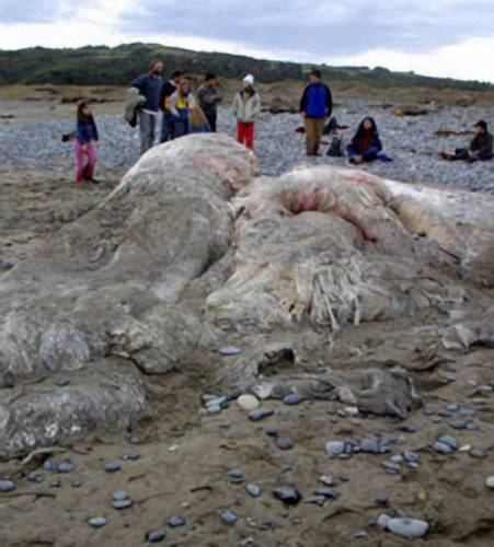 V červenci 2003 snad všechna světová média referovala o nálezu podivného tvora na mořském pobřeží v Los Muermos v Chile.