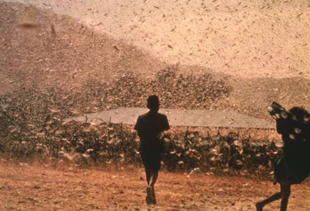 Nálet obrovských hejn dravých červených kobylek ničí úrodu ve státech západní a subsaharské Afriky. Po půl století zaplavily i okolí Káhiry a objevily se i na Krétě a Kanárských ostrovech. 