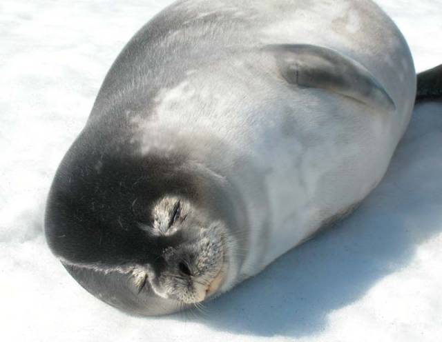 Vědci, kteří pozorovali tuleně při lovu, došli k zajímavým závěrům. Tento savec, jenž na souši působí dojmem neohrabaného tvora, je velmi šikovný lovec a dokáže hledat potravu ve velkých hloubkách i v puklinách ledu.