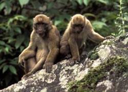 Vědecká expedice objevila v odlehlém regionu severovýchodní Indie dosud neznámý druh opice.