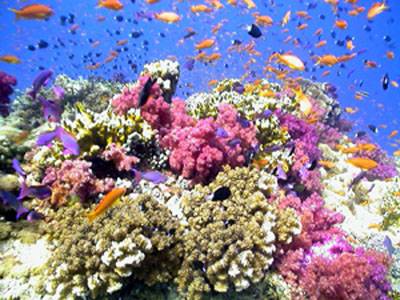 Odborníci potvrdili odhalení nejhlubšího korálového útesu ve Spojených státech. Nachází se u floridského pobřeží v oblasti nazvané Pulley Ridge v hloubce 76,2 metrů. Je téměř 5 kilometrů široký a 32 km dlouhý.