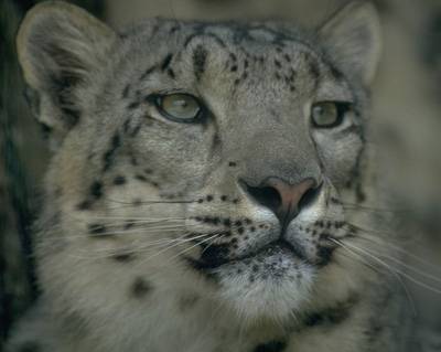 Malým skupinkám leopardů sněžných, kteří přežívají v oblasti střední Asie, hrozí vyhynutí. Projekt, díky němuž se je dosud dařilo chránit před pytláky, skončí podle plánu v polovině roku 2006!