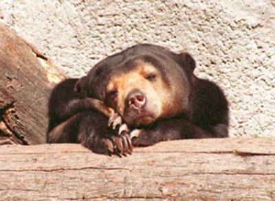 Na leden nezvykle teplé počasí překvapilo ruskou přírodu. V zoologických zahradách se dokonce ze zimního spánku probouzejí medvědi.