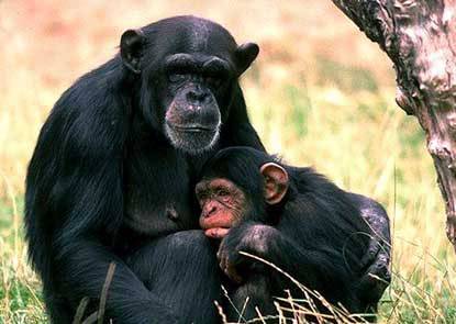 Vědci z univerzity v americké Atlantě se v poslední době zabývají chováním skupiny šimpanzů v závislosti na jejich vzájemných sociálních vztazích.