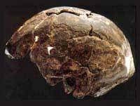 Nejnovější analýza lebek druhu Homo sapiens, které byly objeveny v roce 1967 poblíž řeky Omo v jihozápadní Etiopii, ukázala, že jsou o téměř 40 tisíc let starší, než se doposud předpokládalo.