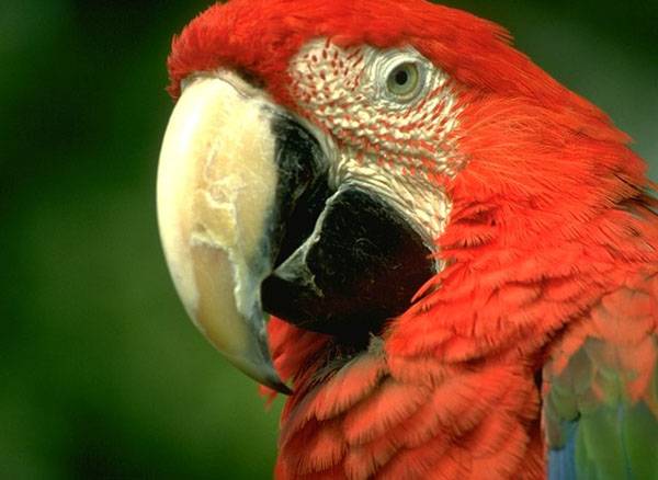 Papoušci dlouhodobě patří mezi oblíbené domácí mazlíčky zejména kvůli svému krásnému pestrobarevnému peří. Vědci už nyní přesně znají příčiny jeho červeného zabarvení.