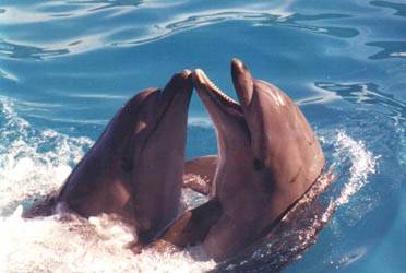 Asijským říčním delfínům hrozí úplné vyhynutí. Vyplývá to z právě zveřejněné zprávy Světového fondu na ochranu přírody (WWF).