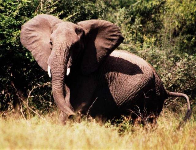 Vědci nedávno odhalili, že sloni disponují jednou u živočichů velmi neobvyklou schopností. Dokáží totiž výborně imitovat některé zvuky.