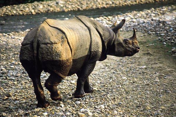 Počty jednoho z nejvzácnějších živočichů naší planety, jednorohého nosorožce, povážlivě klesají. Vyplývá to z výsledků jejich nejnovějšího sčítání v Nepálu.