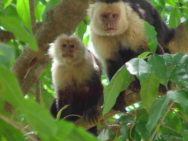 Vědcům se nedávno podařilo získat první přímé důkazy o tom, že ve volné přírodě  používají různé pomocné nástroje nejen vyspělí lidoopi – přímí předchůdci člověka, ale také opice.