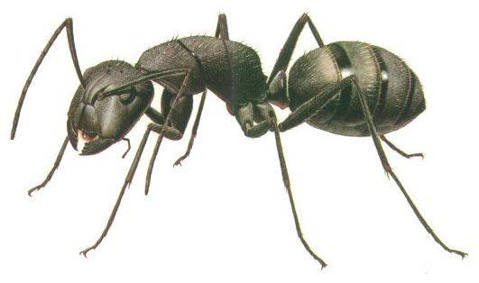 Některé druhy jihoamerických mravenců při lovení drobného hmyzu používají velmi neobvyklé techniky, které v živočišné říši nemají obdoby.