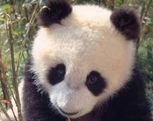 Panda velká se stala symbolem všech ohrožených živočišných druhů na celé planetě. Vždyť v současnosti žije ve volné přírodě okolo 1500 pand. Každé mládě odchované v zajetí je úspěchem a jedno takové se příští týden představí ve Washingtonu.