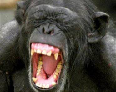 Člověk je na molekulární úrovni DNA k šimpanzům blíže než šimpanz ke gorile nebo k orangutanovi.