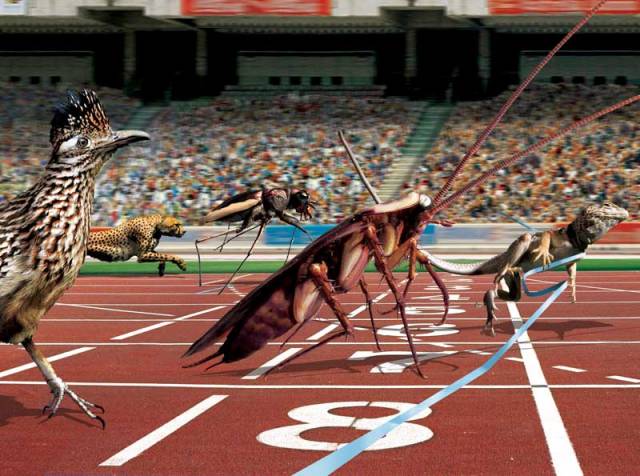 V kategorii sprintérů má člověk mezi zvířaty obrovské množství konkurentů. Nejrychlejší lidský závodník dosáhne ve sprinterském závodě pouhých 36 km/hod.