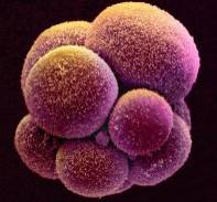 Po Bushově nekompromisní stopce výzkumu na lidských embryích se jako houby po dešti vyrojily metody na přípravu pravých kmenových buněk, které usmrcování lidských zárodků nevyžadují.