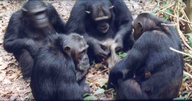 O šimpanzech je poměrně dlouho známo, že se jejich schopnosti v jednotlivých skupinách z různých oblastí výrazně liší. Vědci chtěli vědět, jestli je to zapříčiněno předávanými zkušenostmi, nebo pouze rozdílnými podmínkami.