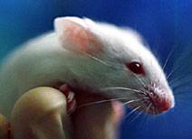 Američtí a britští vědci dokázali navrátit slepým myším zrak za pomoci transplantovaných buněk sítnice.