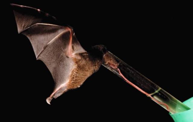 Vzácný jihoamerický druh netopýra má jazyk 1,5krát delší než celé tělo, což z něj činí rekordmana mezi savci.