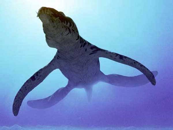 giant mosasaur vs megalodon