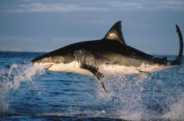Film amerického režiséra Stevena Spielberga Čelisti přinesl žraloku bílému (carcharodon carcharias) jen zkázu.