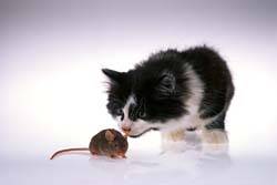 Američtí vědci vytvořili myš, která nemá žádný respekt z pachu svého úhlavního nepřítele.