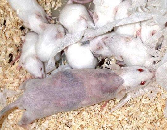 Britští vědci došli k překvapivému zjištění – mláďata oholených myší mají vyšší porodní váhu.