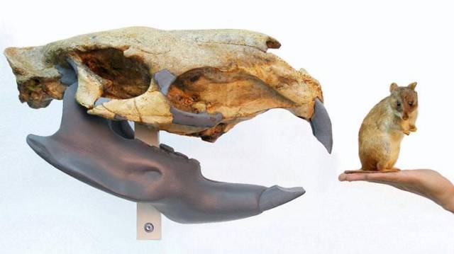 Uruguayští paleontologové objevili 2 miliony let staré zkamenělé pozůstatky obřího hlodavce.
