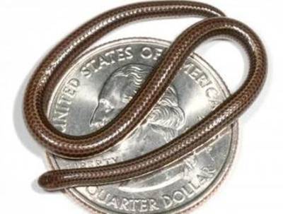 Na Barbadosu byl objeven druh hada, který je v dospělosti tenký jako špageta.