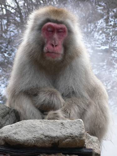 Jedinečnou atrakcí v horách u Jigokudani Yaen-Koen poblíž japonského Nagana jsou početná stáda makaků červenolících (Macaa fuscata), využívajících za třeskutých mrazů blahodárné účinky tepla v místních termálních pramenech.