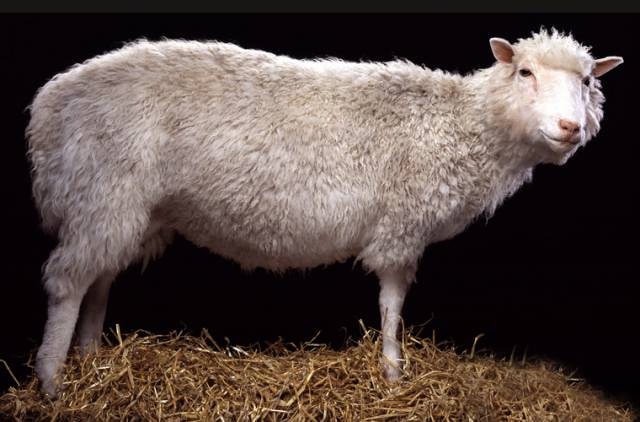 Již od roku 1996, kdy skotští vědci naklonovali ovečku Dolly je klonování organismů kontroverzním tématem. Sama Dolly příliš krásný život nevedla.  Trpěla bolestmi kloubů a zemřela ještě dříve, než se jí podařilo dosáhnout dospělosti. 