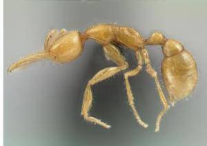 O obrovských amazonských pralesích víme, že pro vědu, zejména pro botaniku a zoologii skrývají ještě mnohá tajemství. Dalším z nich, které před nedávnem vydaly vědě, je nový mravenčí druh, který je pravděpodobně nejbližším žijícím příbuzným předka všech současných mravenců.