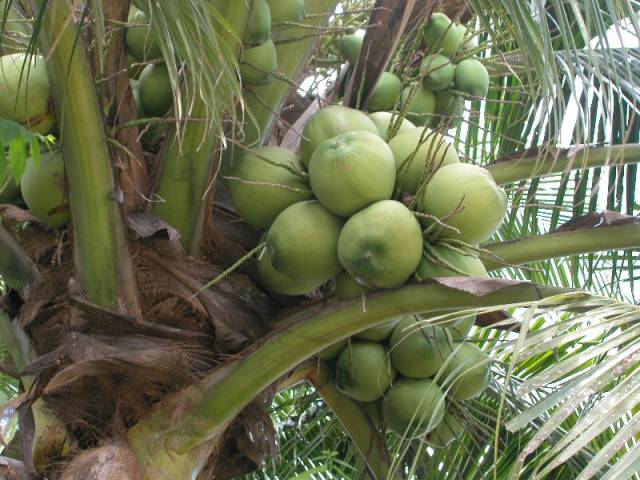 Pěstitelé kokosových ořechů jistě nepatří mezi nejbohatší lidi na světě. Kokosoví „farmáři“, kterých je na světě kolem 11 miliónů, vydělávají v průměru okolo 500 USD ročně. S nápadem, jak zvýšit jejich příjmy, přišli nedávno vědci z amerického Texasu.