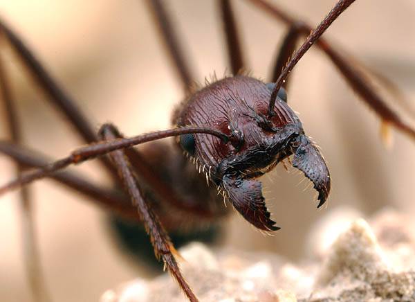 Mravenčí dělnice nejsou nějakým zvláštním pohlavím. Z genetického hlediska jsou to všechno víceméně zakrnělé samičky, které jsou všechny dcerami stejné matky – mravenčí královny. Čas od času se však i dělnice pokusí o to se rozmnožit. Američtí entomologové jsou na stopě mechanismu, díky němuž jsou takoví podvodníci rychle usvědčeni.