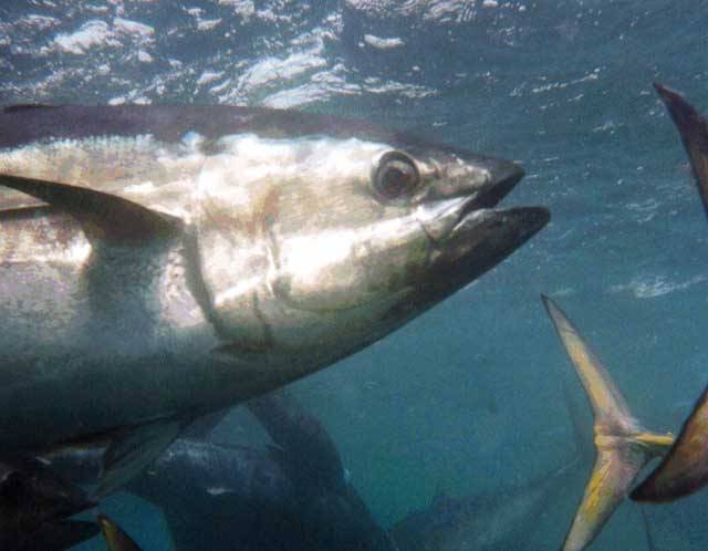 Američtí biologové nedávno připevnili již tisící senzor na tělo tuňáka modrého, jedné z nejohroženějších ryb v oceánech. Přesto, že těchto tuňáků se pohybují ve světových oceánech stále řádově miliony, jejich populace se ztenčuje závratnou rychlostí.