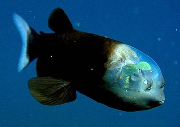 Život v mořských hlubinách, kde je o každý sebenepatrnější záblesk světla od mořské hladiny velká nouze, sebou nese řadu specifických nároků. Nedostatek světla proto často tvaruje těla a orgány hlubinných organismů do těch nejbizarnějších tvarů. Jedním ze skutečných šampiónů v podivnosti je ryba, kterou nedávno detailně prozkoumali v americkém Monterey Bay. 