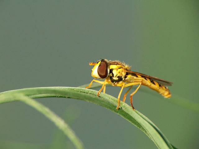 Schopnost létat, kterou si většina hmyzích skupin osvojila již v dávných prvohorách, je klíčem k jejich obrovskému evolučnímu úspěchu. Jak se ale přihodilo, že hmyz poprvé vzlétl? Nedávno publikovaná studie amerických vědců nás k řešení této záhady opět o kousek přiblížila.