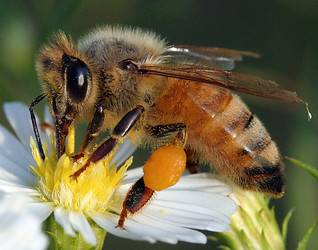 Mizení včelstev  nedělá vrásky pouze včelařům, ale prakticky všem, kdo se zajímají o budoucnost života na Zemi. Španělským vědcům se podařilo identifikovat jednu z jeho příčin a úspěšně ji léčit. 