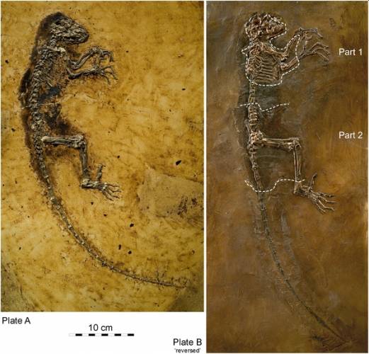 V paleontologii se často stane, že k významnému objevu nedojde přímo při vykopávkách v terénu, ale až o mnoho let později, kdy se muzejním specialistům podaří spojit dílky dávno rozpadlé skládačky dohromady. Totéž se nedávno povedlo norským vědcům - před očima se jim náhle objevil dávný zkamenělý primát.