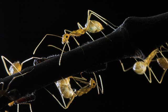 Úhledné a dokonale strukturované příbytky mravenců zdaleka neposkytují přístřeší jen svým domácím pánům. Stranou vší sloty a pod ochranou tisíců párů ostrých kusadel v něm přebývá také spousta více či méně zvaných hostů. Vydejte se spolu s 21. STOLETÍM do temných katakomb mravenčích staveb za vynalézavými mravenčími nájemníky. 