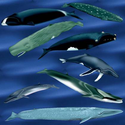 Příznivá zpráva pro ochránce velryb: Kytovce je lepší pozorovat než zabíjet 