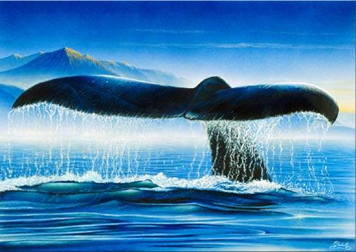 Velryby, které jsou roztroušeny po obrovitých oceánských dálavách, se dokáží na velké vzdálenosti dorozumívat prostřednictvím zvuků. Američtí biologové nedávno zjistili, že v poslední době začaly „zpívat“ hlubším hlasem. Důvodem může být zvyšování jejich počtu.