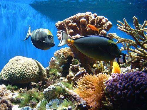 Korálové útesy mělkých a teplých moří jsou spolu s deštnými pralesy místy s největší rozmanitostí přírody, jako naše planeta zná. Němečtí vědci nedávno potvrdili teorii, že většina mořský organismů se vyvinula právě zde.  