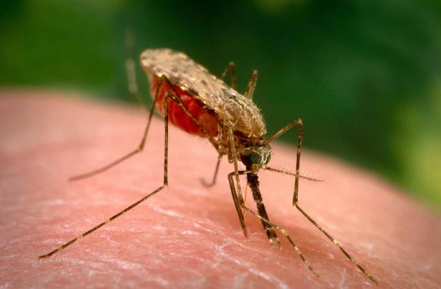 Komáry jistě nikdo z nás nebude považovat za nějaký skvělý výplod evoluce. Američtí vědci přišli nedávno se zjištění, že lidé dokážou vývoji komárů ještě pořádně „přiložit pod kotlem“. Ve vodách kontaminovaných lidským odpadem se komáři nejen mnohem lépe množí, ale jsou i větší!