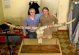 Španělským archeologům se nedávno ve výchoafrickém státě Eritrea podařilo objevit lebku dříve neznámého  tura, starou 2,5 miliónů let. Její poloha nedaleko lidských ostatků napovídá, že tato mohutná zvířata sloužila dávným pralidem jako potrava. Nově objevená lebka podle nich také patřila „přechodnému článku“ mezi africkými a asijskými tury. 