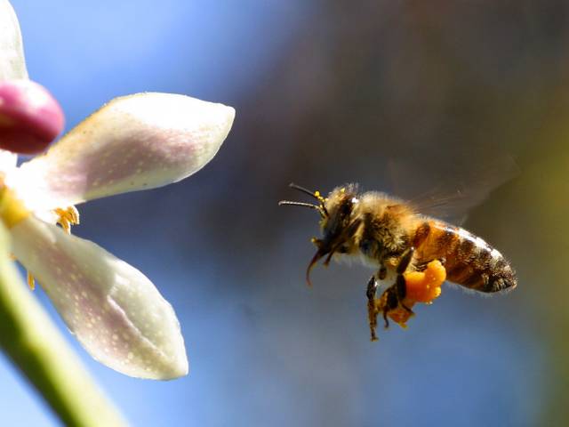 Každá včela musí ve své okolí vyhledat, zpracovat a zapamatovat si nejrůznější vůně, které ji dokáží dovést k potravě. Vůně rostlin jsou však složeny z nejrůznějších komponent a zorientovat se v nich proto není jednoduché. Australští vědci nedávno přišli s objevem, jak si mozek včel dokáže s tímto obtížným úkolem poradit.