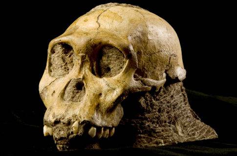 V letošním roce se objevy v nejstarších dějinách lidstva skutečně roztrhl pytel. Po nedávno ohlášeném nálezu neznámého druhu člověka z Sibiře přišla z čista jasna další významná zpráva, tentokrát ze země paleoantropologii zaslíbené - Jižní Afriky. Vědci zde objevili dosud neznámý druh australopitéka se zřetelnými lidskými rysy. 