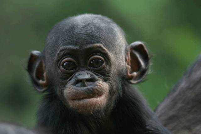 Když náš partner v rozhovoru zavrtí hlavou, je nám okamžitě jasné, co tím chce říci. Otáčení hlavy je jednoznačnou známkou nesouhlasu. Primatologové z německého Lipska nedávno přichytili naše blízké příbuzné, šimpanze bonobo, jak užívají prakticky stejné gesto. Podle německých vědců to ukazuje na pradávný původ gest lidských.