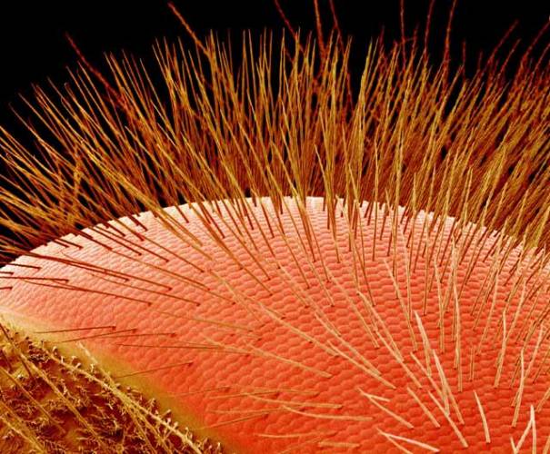 Složené čili facetové oči (oculus compositus) nadělila evoluce pouze některým zástupcům kmene členovců, konkrétně korýšům (např. rakům či perloočkám) a zejména hmyzu. 